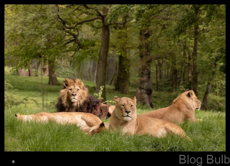 %name Lions, Tigers, and Mane Attraction