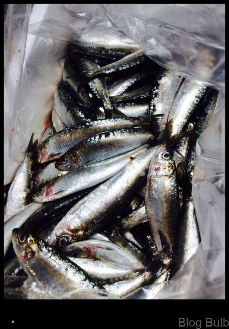 %name Sardines A Small Fish with Big Benefits